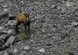 chamois_1.jpg