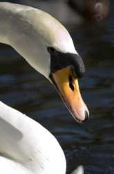 Filename=cygne.jpg
Filesize=14KB
Dimensions=398x600
Date added=May 31, 2007 cygne.jpg