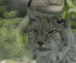 linx.jpg