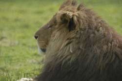 lion.jpg