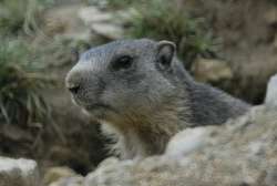 marmote_1.jpg